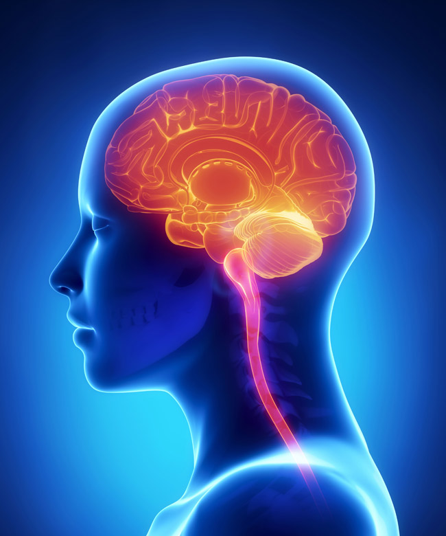 Resources/2/Central-Nervous-System.jpg