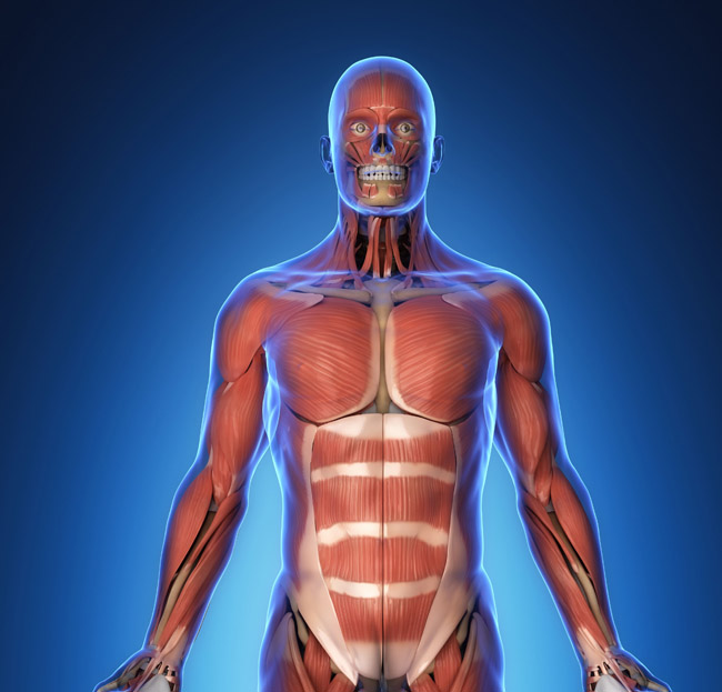 Resources/2/Musculoskeletal.jpg