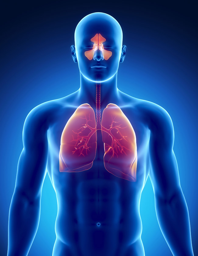 Resources/2/Respiratory.jpg