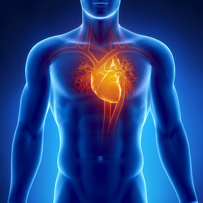 Resources/2/cardiovascular.jpg