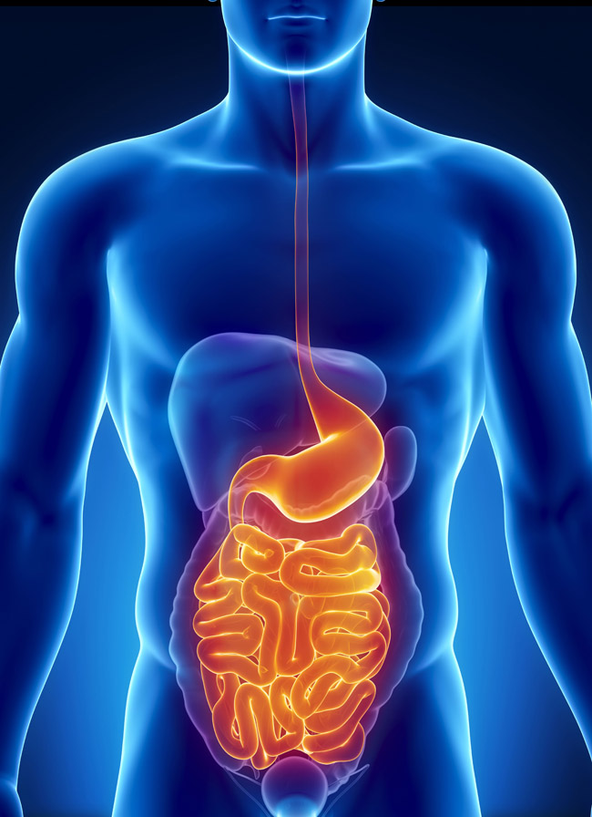 Resources/2/gastrointestinal.jpg